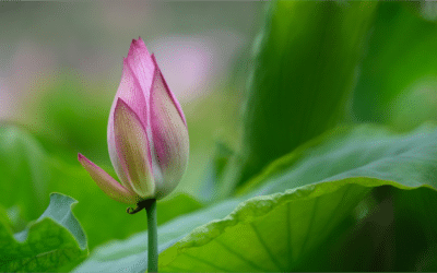 L&rsquo;Unalome … un symbole très Gestalt !
