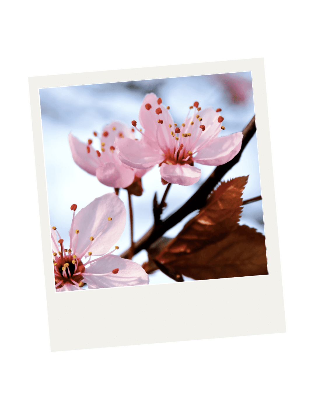 Unalome-Thérapie Thérapie individuelle Cerisier