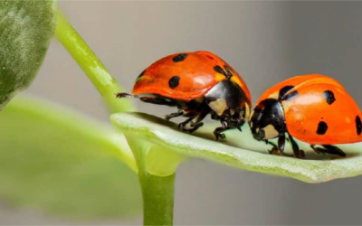 Les mécanismes de régulation du contact en Gestalt