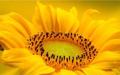 La joie est résistance