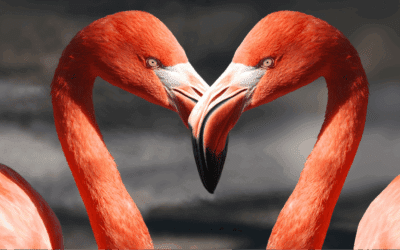 Dire je t&rsquo;aime avec Sweet Me the Game